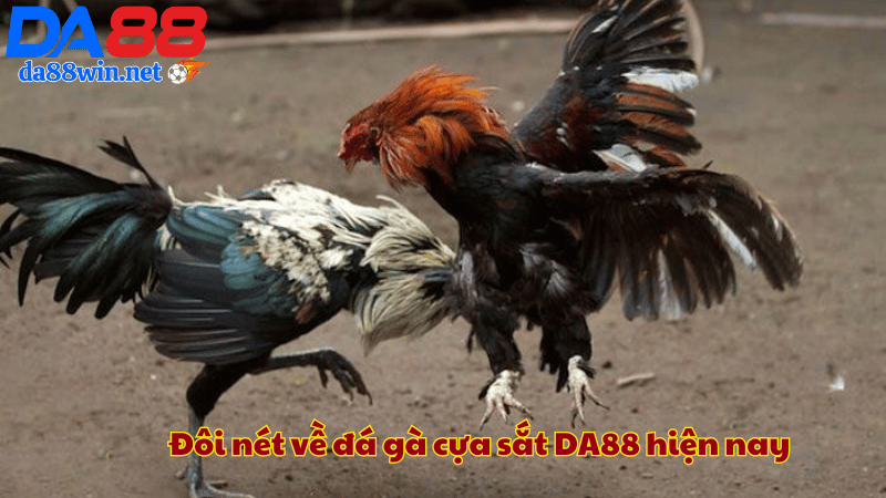 Đôi nét về đá gà cựa sắt DA88 hiện nay Đôi nét về đá gà cựa sắt DA88 hiện nay
