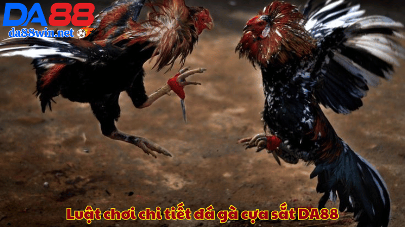 Luật chơi chi tiết đá gà cựa sắt DA88 Luật chơi chi tiết đá gà cựa sắt DA88