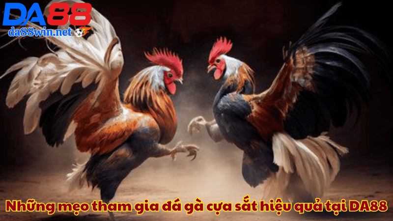 Những mẹo tham gia đá gà cựa sắt hiệu quả tại DA88 Những mẹo tham gia đá gà cựa sắt hiệu quả tại DA88